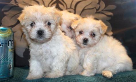 Americanlisted features safe and local classifieds for everything you need! BEAUTIFUL Tiny Teacup "MaltiPoo" Designer Breed Pups 2 ...