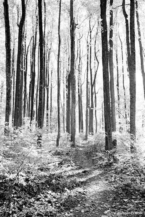 Framed Photo Print Of Forest Canopy Shenandoah National Park Virginia