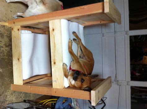 Love bunks by charleston crafted Ana White | Doggy Bunk Bed - DIY Projects
