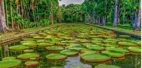 Explore the Majestic Botanical Garden in Mauritius | Sun Resorts