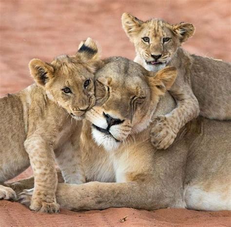 Young Lion Cubs Playing With Their Patient Mom Animals