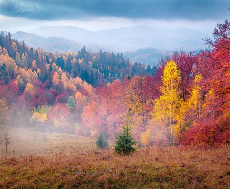 Dramatic Autumn Picture Of Foggy Mountain Valley Stock Photo Image