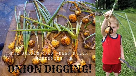 Garden mulch may be used for one or many reasons, such as to reduce evaporation or to suppress if you're growing bulbs or perennials that die back in the winter, lightly pull back any deep mulch. Deep Mulch Gardening | ONION DIGGING & BUCKET ONIONS | The ...