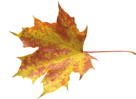 Autumn Leaves Png Images Transparent Free Download Pn