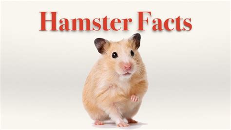 Hamster Video Showing Interesting Facts About Hamsters Youtube