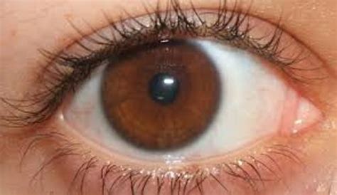 10 Facts About Brown Eyes Fact File