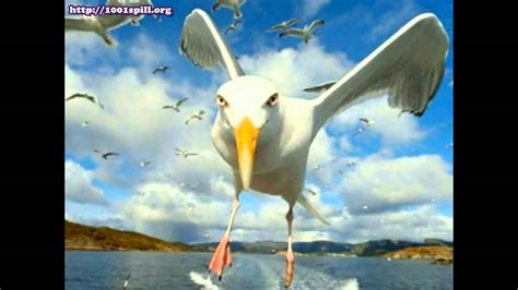 morsomme bilder av dyr - YouTube