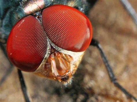 Weird Bugs Strange Insects Close Up Big Bug Eyes