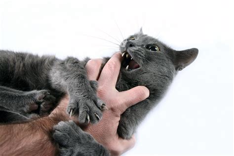 As cats age, they don't shed their nail sheaths like when younger. Play Aggression in Cats: Don't be a Victim! - Cat Tales