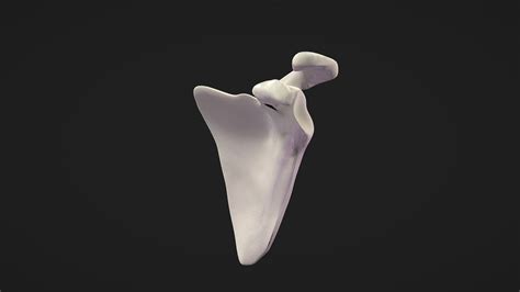 Scapula 3d Model By Mmarynguyen D35967f Sketchfab