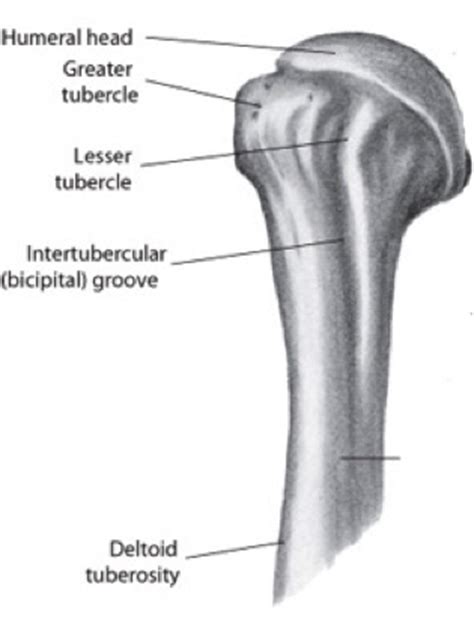 The lesser tubercle, although smaller, is more prominent than the greater: PTA 105 Lippert CH10 Shoulder Joint at Clarkson College ...