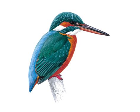 Kingfisher الطيور Png صورة Png Mart