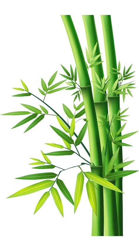 Bamboo - Bamboo Bamboo png download - 1040*1870 - Free ...