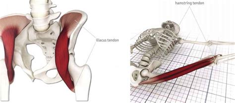 Muscles and Tendons - Yoga Key Muscles - Dahn Yoga