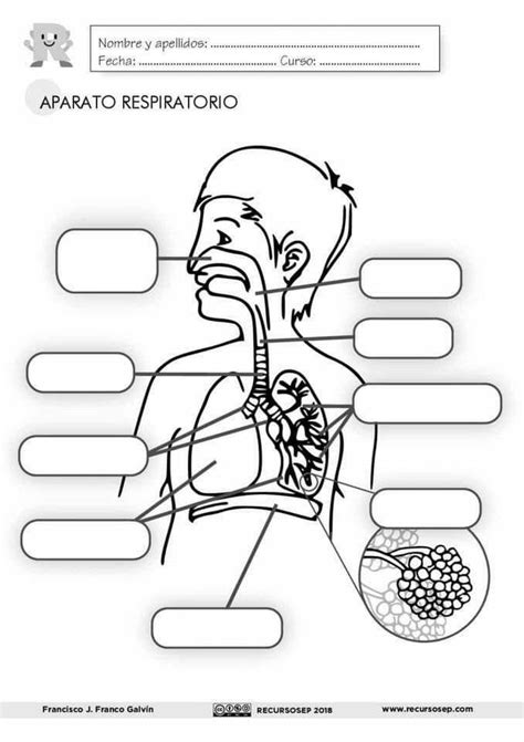 Esquema Aparato Respiratorio Sin Nombres Brainly Lat