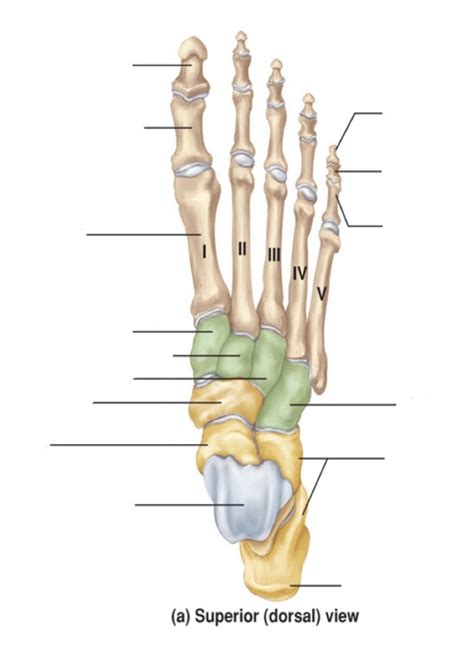 Tarsals Ankle Bones Superiordorsal View Diagram Quizlet