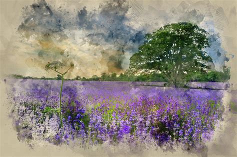 Watercolor Painting Of Lovely Image Of Lavender Field At Sunset