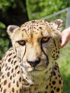 Rangu the cheetah | This is Rangu, the male cheetah living ...
