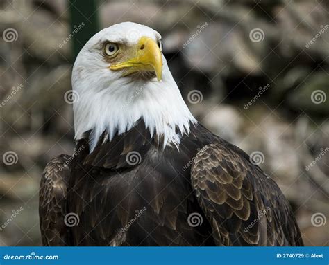 American Eagle Stock Image Image Of Closeup Power Animal 2740729