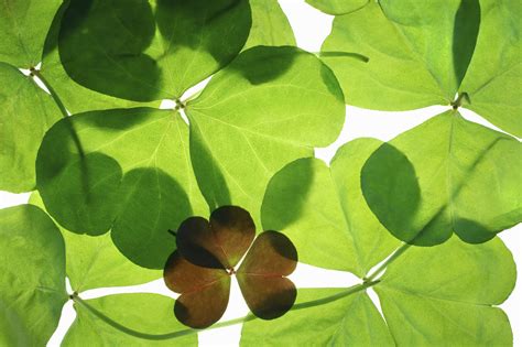 Lucky Charm Wallpaper 54 Images