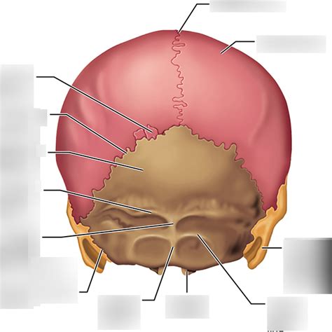 Posterior Skull Anatomy Diagram Quizlet