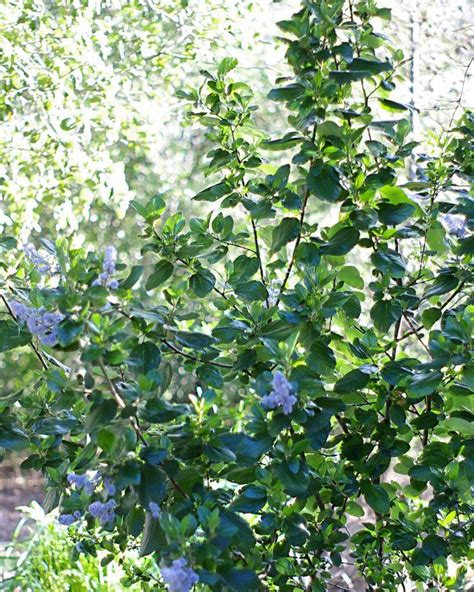 Use them in commercial designs under lifetime, perpetual & worldwide rights. Southern California Lilacs, Ceanothus spp.