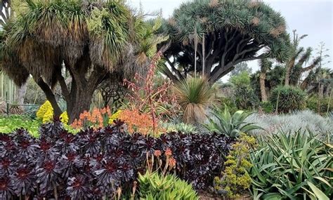 How To Explore The Huntington Botanical Gardens Blooming Anomaly