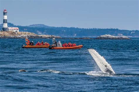 Victoria 3 Hour Zodiac Whale Watching Tour Getyourguide