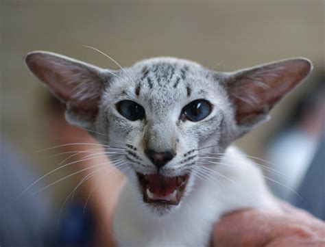 Seal point siamese kittens for sale from carolina blues cattery. Tabby Point Siamese Cats - Siamese Cat Breeder