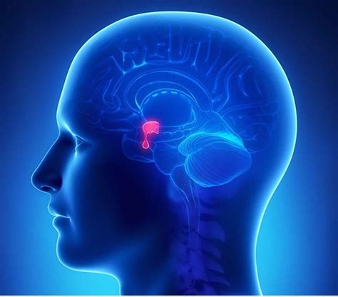 Pituitary Adenoma Causes Symptoms Diagnosis Treatment And Prognosis
