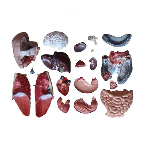 Unisex Human Torso 23 Parts Medical Body Anatomical Model Various
