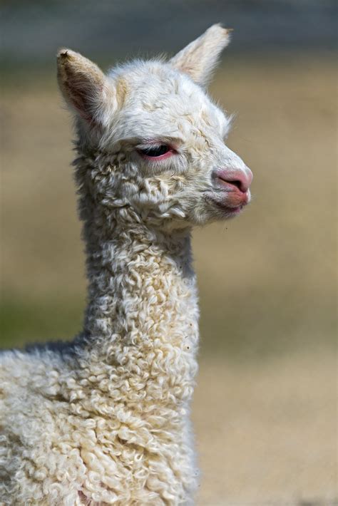 All Sizes An Adorable Baby Llama Flickr Photo Sharing