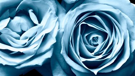 Blue Roses Widescreen Wallpapers Hd Wallpapers Id 6454