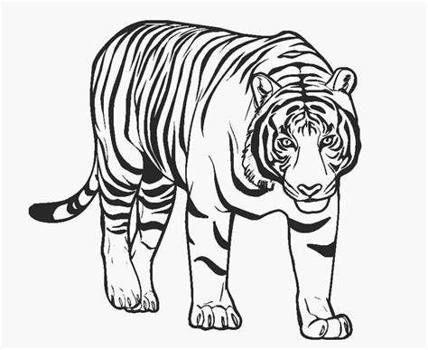Detalles más de 69 dibujo tigre para imprimir muy caliente camera edu vn