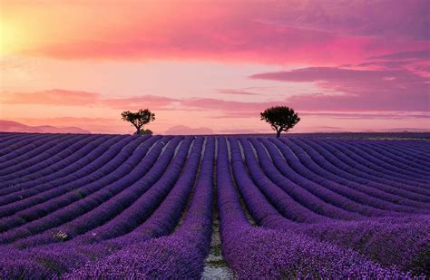 Its look changes though the seasons: Plateau de Valensole, France. (avec images) | Plateau de valensole, Valensole, Plateau