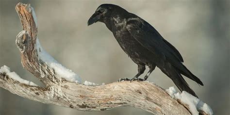 Native American Zodiac Sign Raven Characteristics