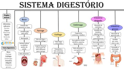 Sistema Digestivo Mapa Mental Edulearn