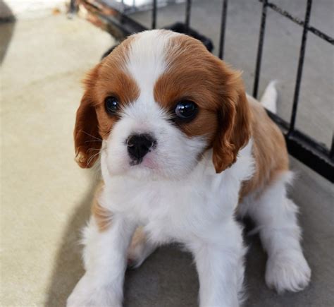 Cavalier King Charles Spaniel Puppies For Sale Penn Avenue Pa 288755