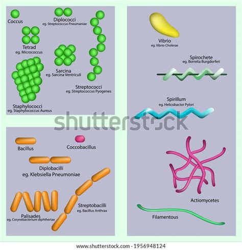 Diagram Bacteria Shapes Arrangement Educational Poster Stock Vector