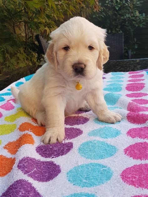 Golden Retriever Pups For Sale ~ Purebred Akc Retrievers Puppies Available