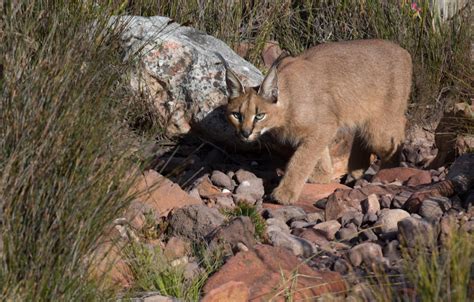 From Caracals To Bobcats A Passion For Small Cats Panthera