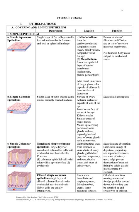 Solution Anatomy And Physiology Types Of Tissues Studypool