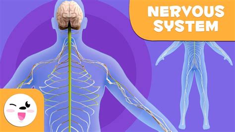 The Nervous System Human Anatomy For Children Youtube