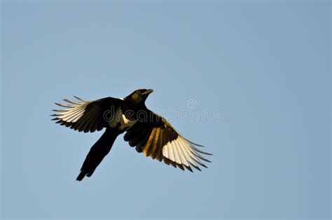 Black Billed Magpie Flying In A Blue Sky Stock Image Image Of Flight