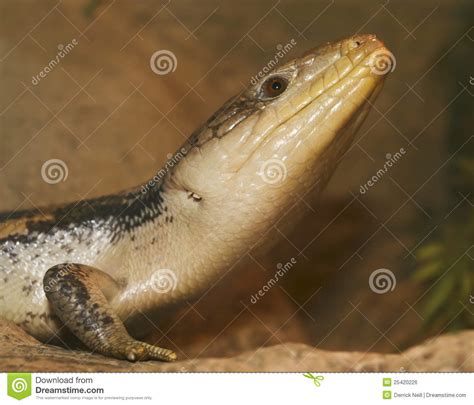 A Close Up Of A Blue Tongued Skink Stock Photo Image Of Skink Skinks