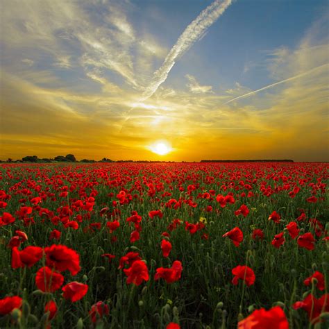 Horizon Of A Red Poppy Flower Field 5k Uhd Wallpaper
