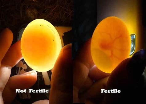How To Candle Eggs And Egg Candling Chart Hincubate