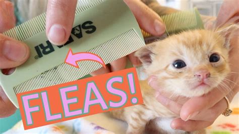 Ick These Kittens Need A Flea Bath How To Tell If A Kitten Has Fleas