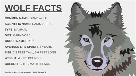 Should Gray Wolves Be Removed From The Endangered Species List Nc