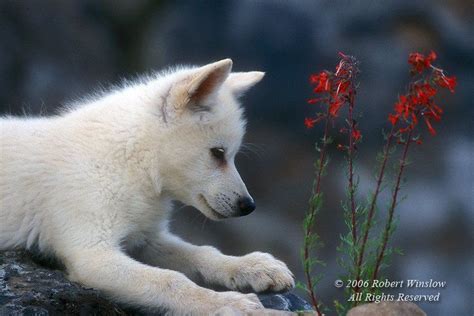 Baby Wolves Wolf Dog Wolf Pup